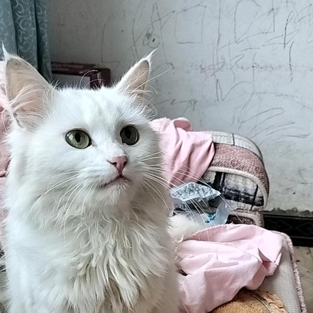 西瓜