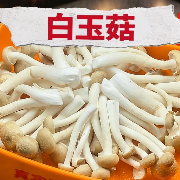 玳瑁