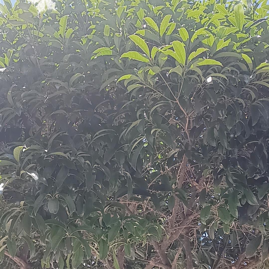 苗家优选