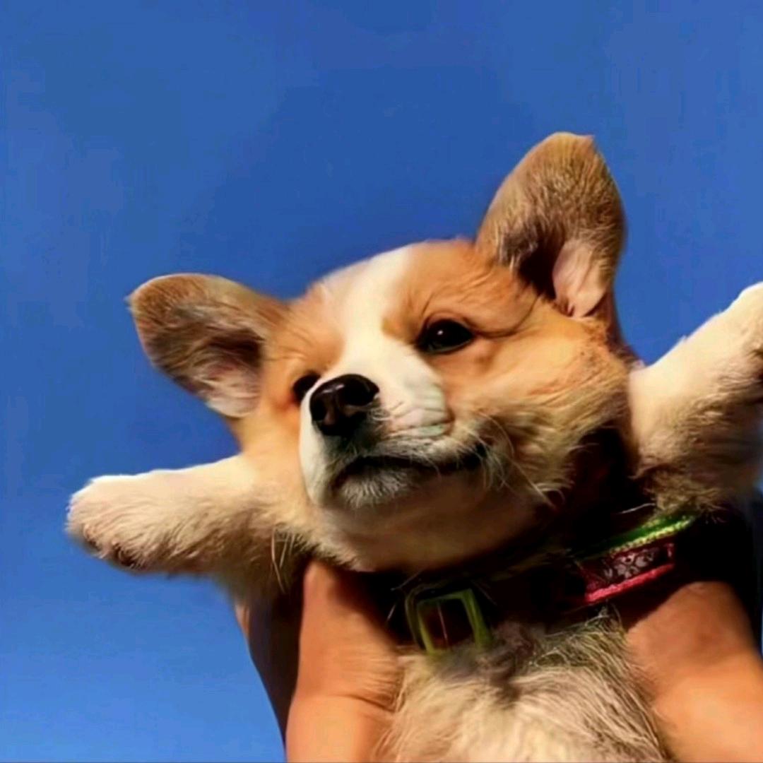 青青草原慢羊羊