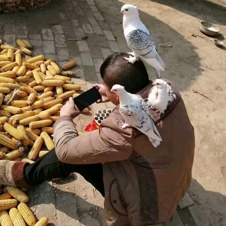 天天向上的向上