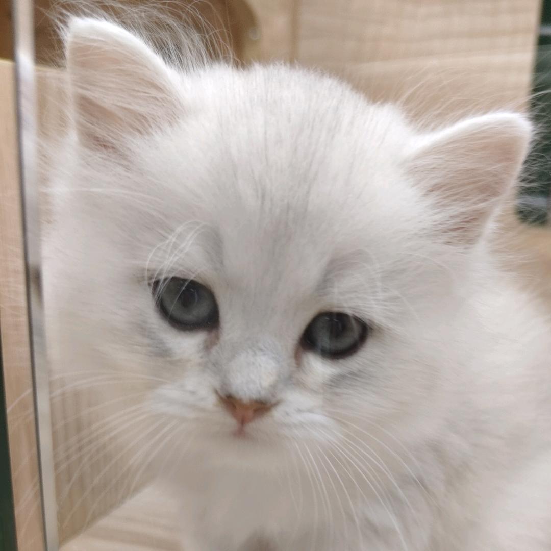 诣意