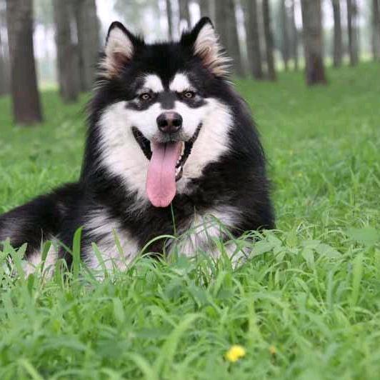 鹏程犬舍