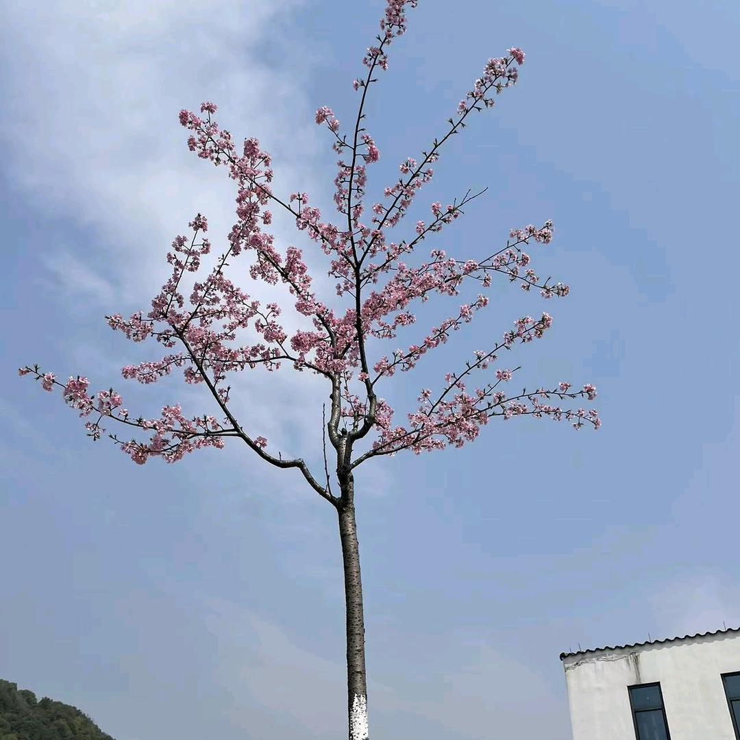仙仙