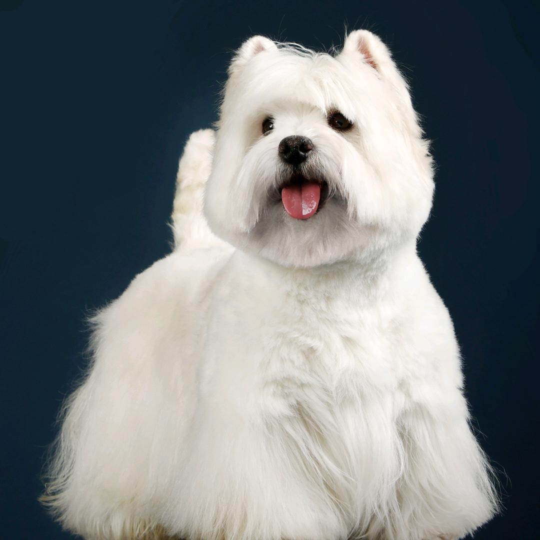 北京宏哥西高地犬舍