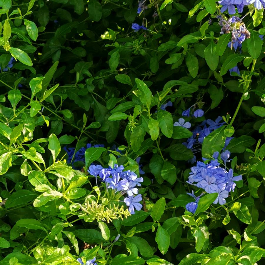 来和妲己玩耍吧~