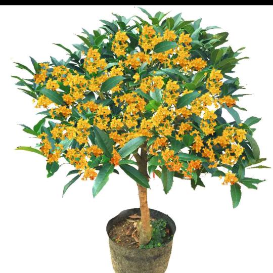 吉庆园花卉种植基地