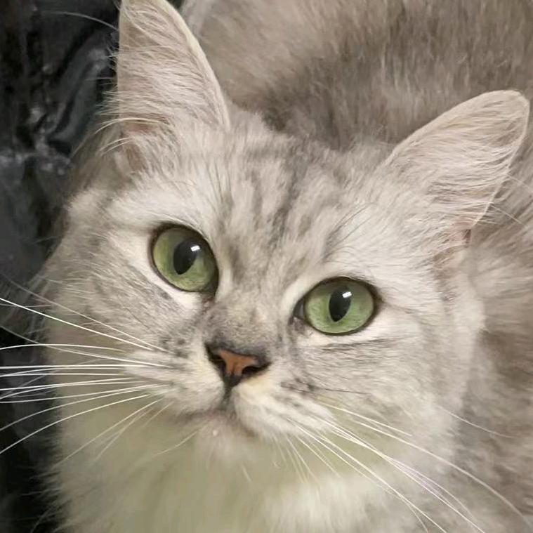 叶子的meme(喂饭版）