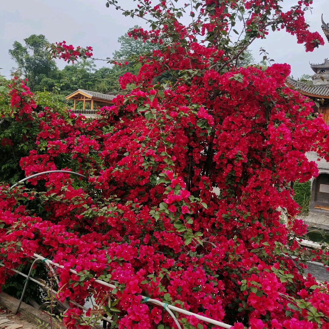 渡人渡心渡自己