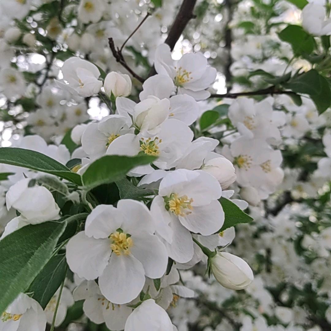 天师小木鱼头像