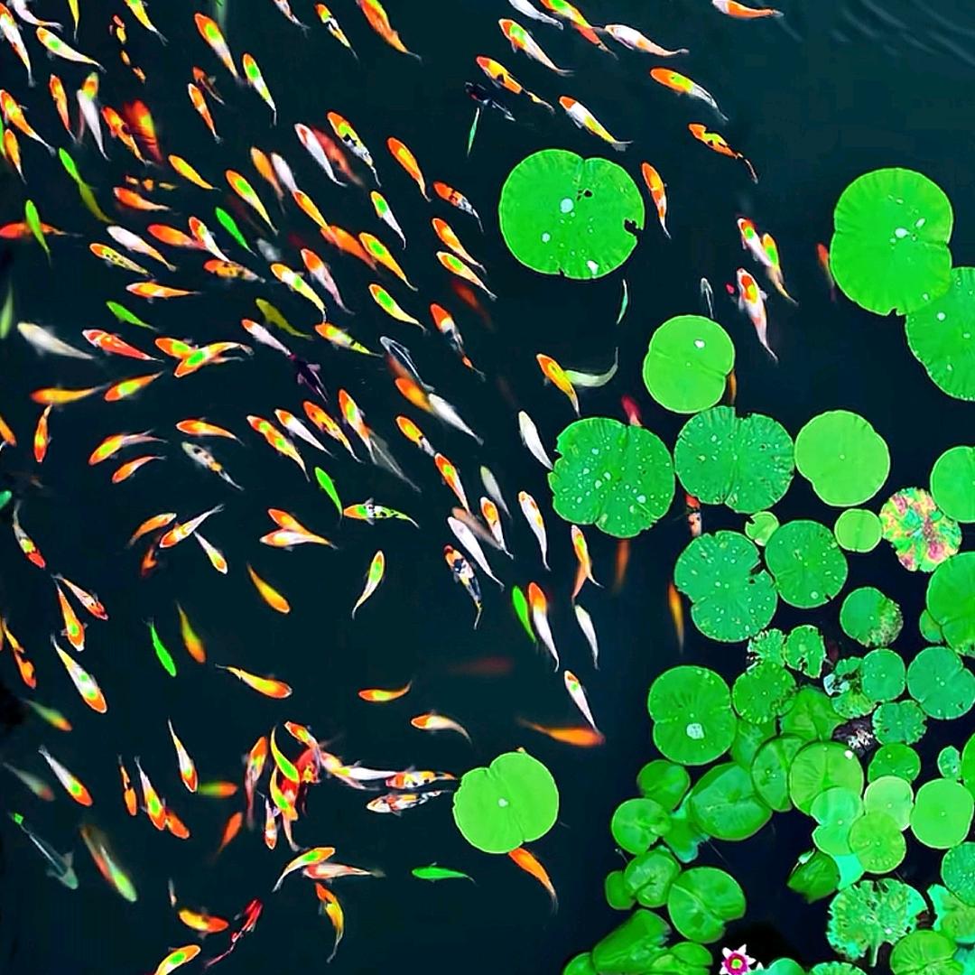 🌈🌈🌈米海旺✨✨✨