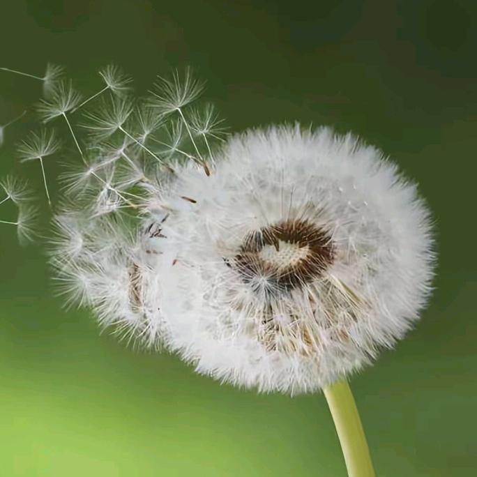 🍻毛豆花生米🍻