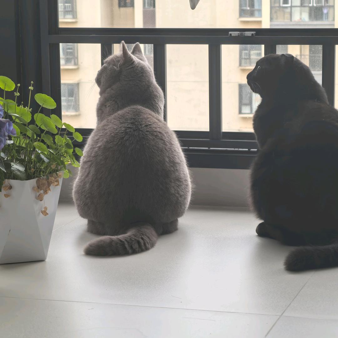 犯困嫌疑人