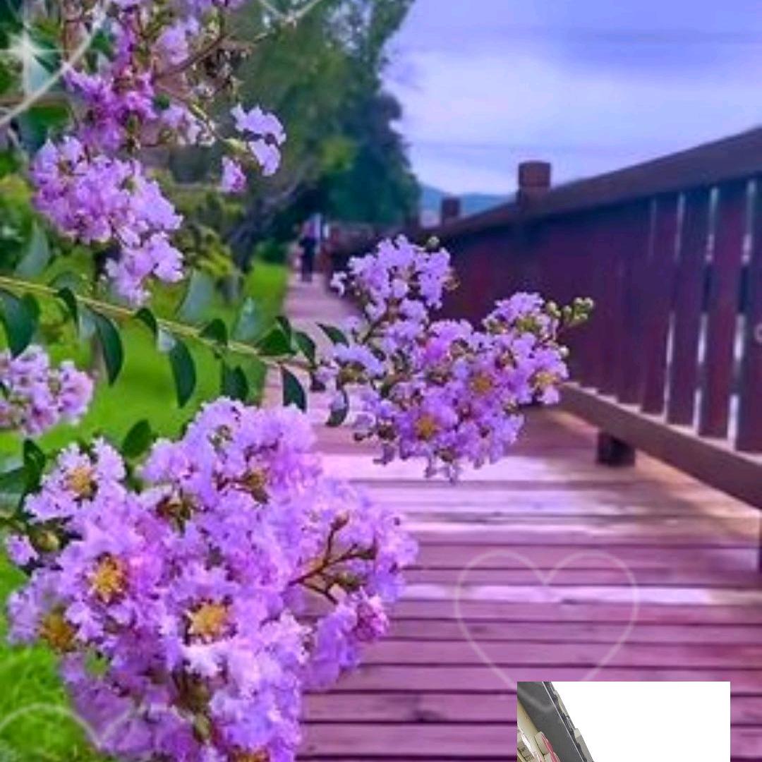 :_芝姐