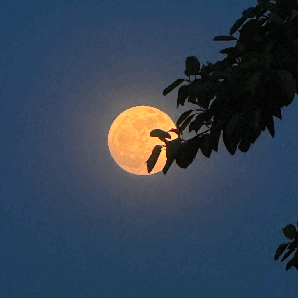 观月（情感顾问）