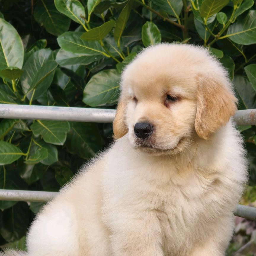 宝兴犬舍，批发部，冯兵