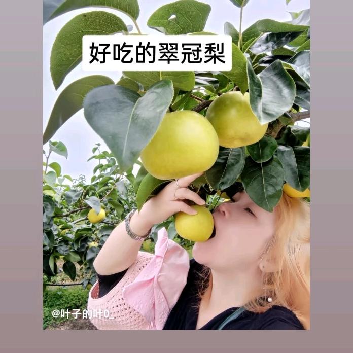 叶子优选88
