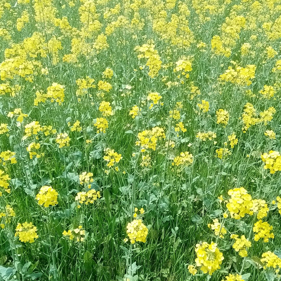 溪水东流