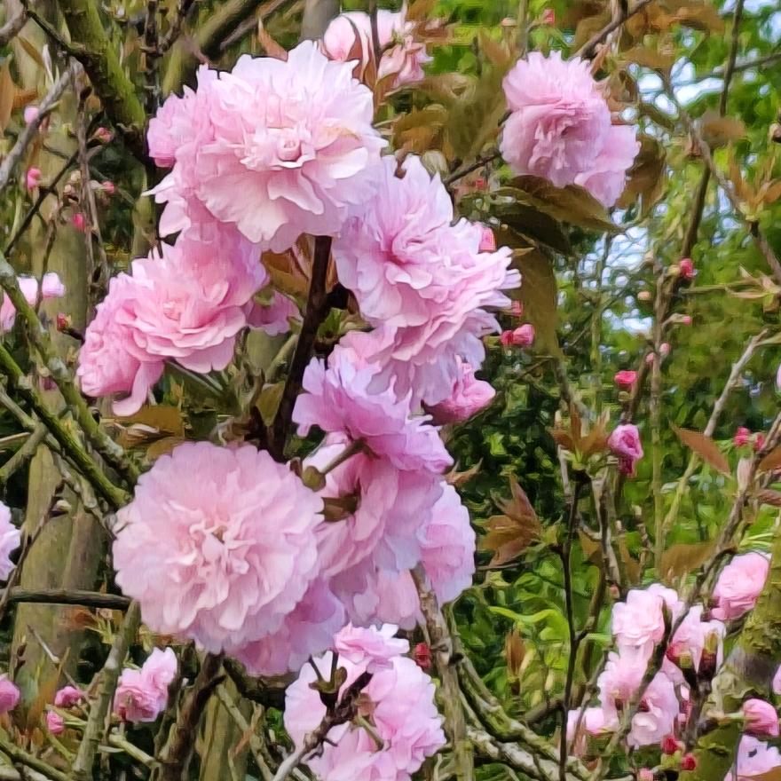 信丰脐橙妹子，请勿连赞