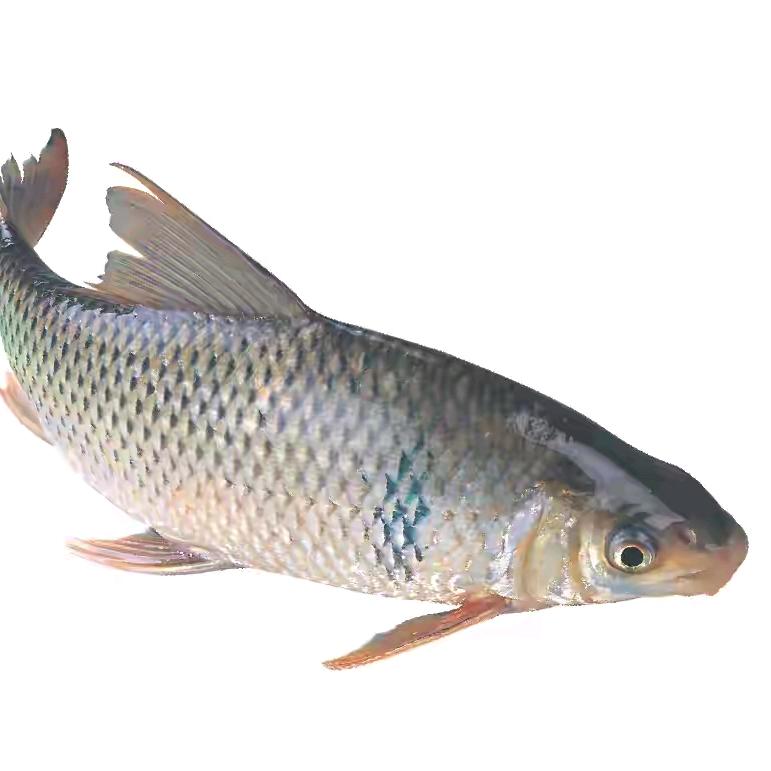 社恐鱼饼