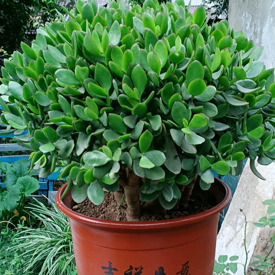 顺风顺水