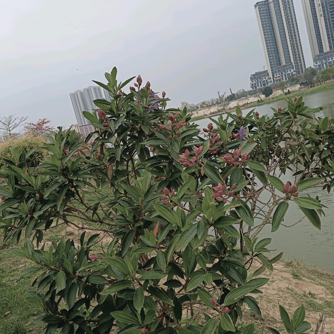 吴玲