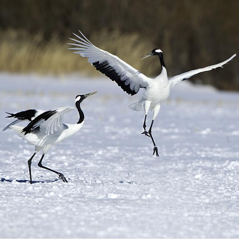 ☯  德悟玄（台湾竹联帮仁堂弘仁会）