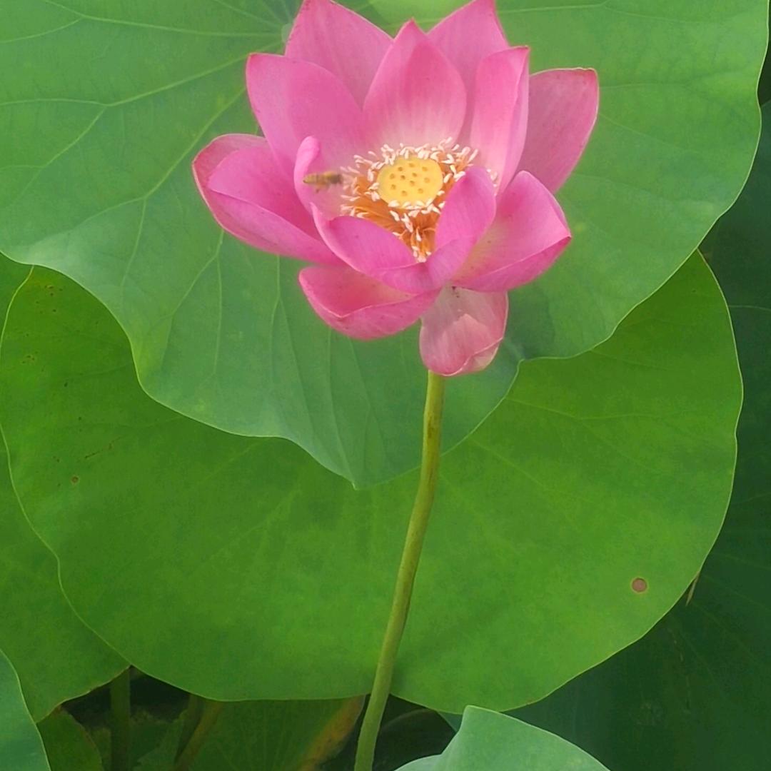 龙哥