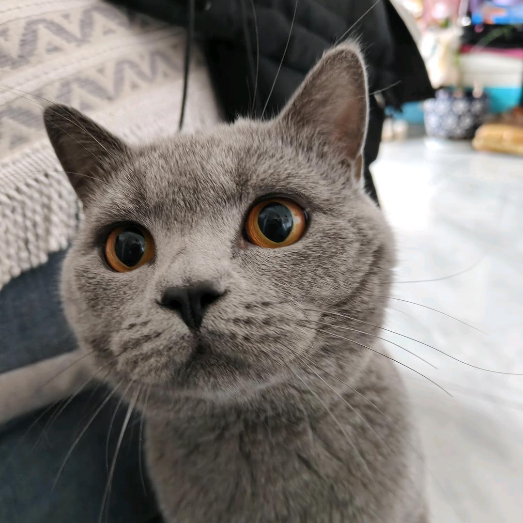 糖糖