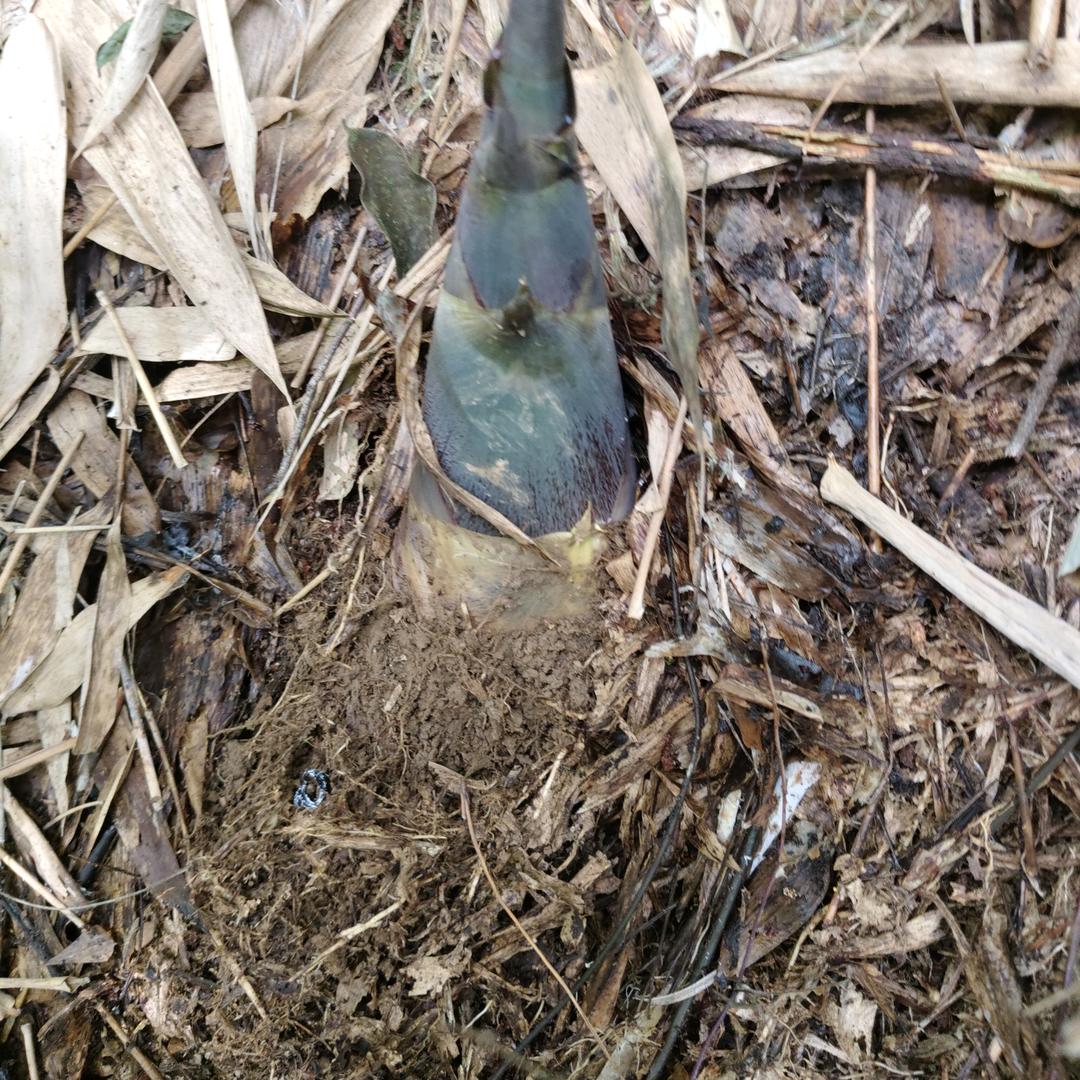 w没(ﾟ心Дﾟ没)肺w