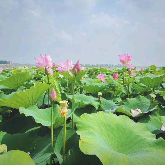 陈培清