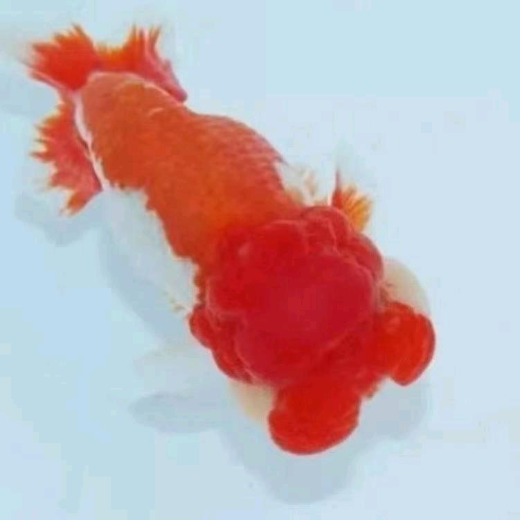 行者金鱼销售号