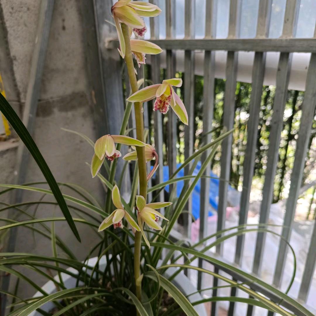 龙王兰苑毛蛋
