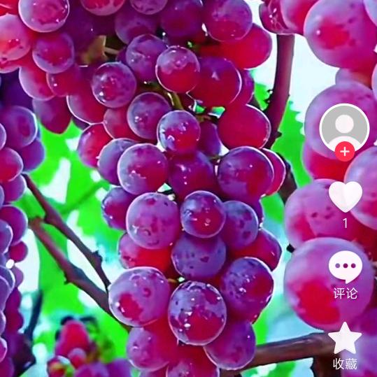 梦儿