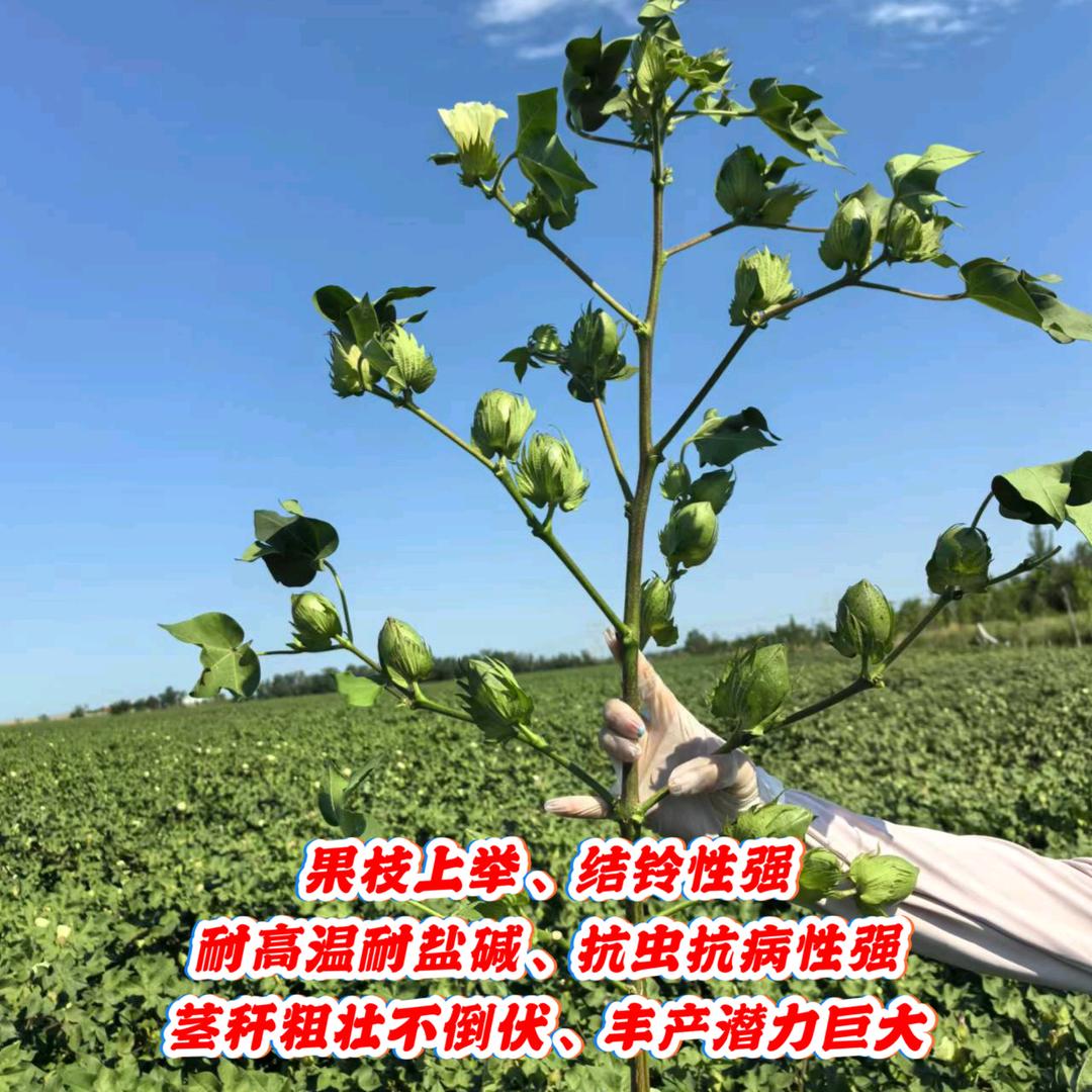 亚克西种业~杨军
