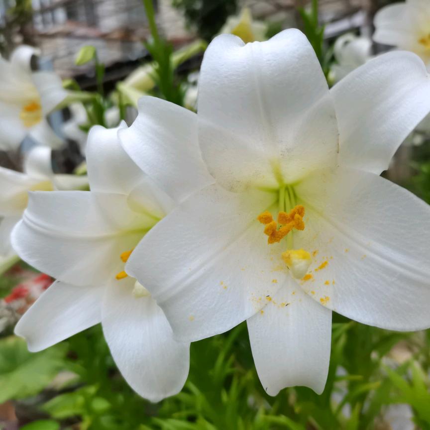 田小田