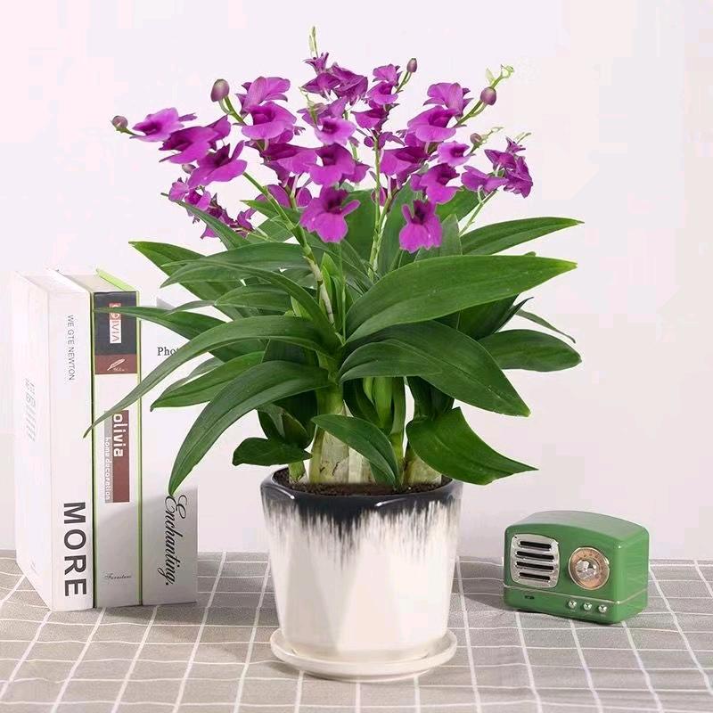 延昌花卉