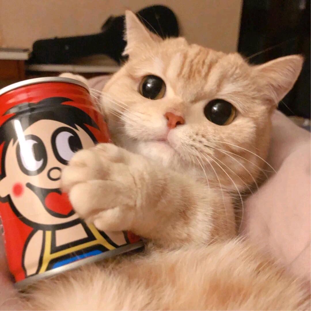 翟崽很可爱