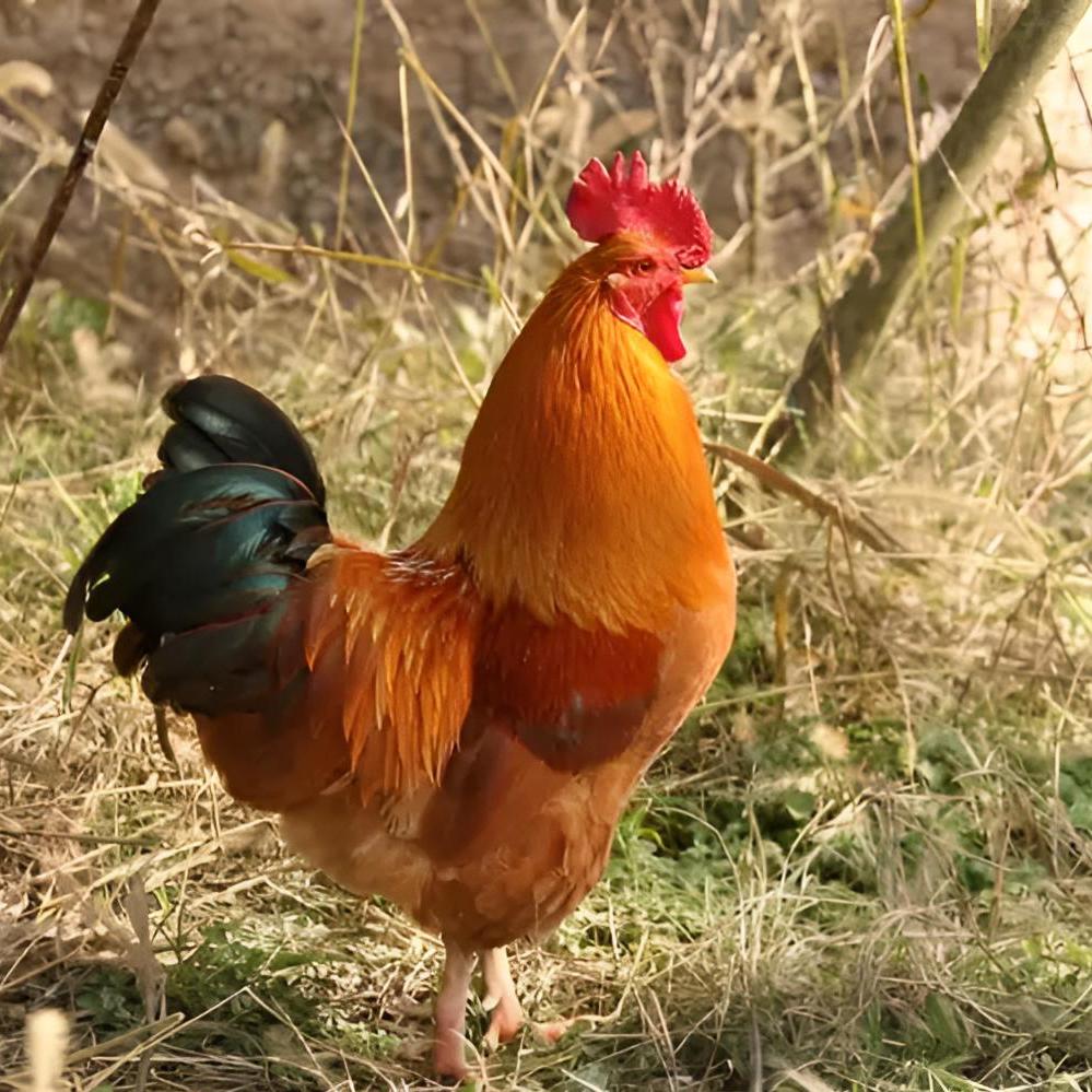 每日生鲜店(龙港店)