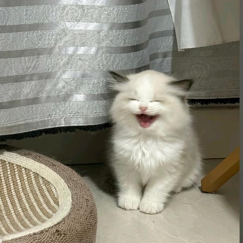 甜茶萌喵😽