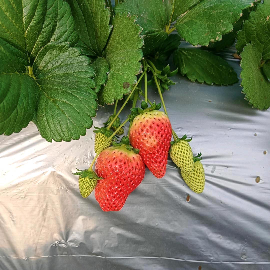 草莓采摘园小韩