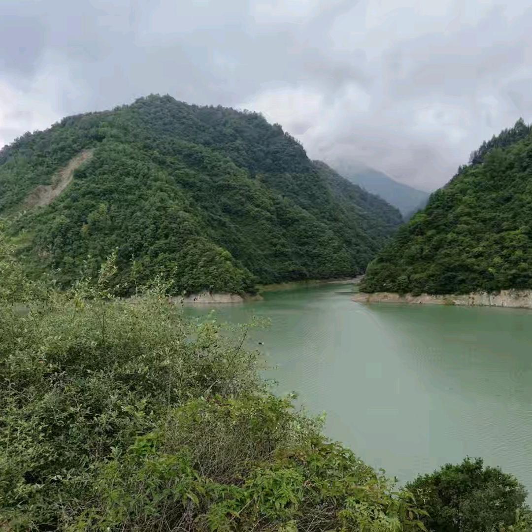 雾起茶山时