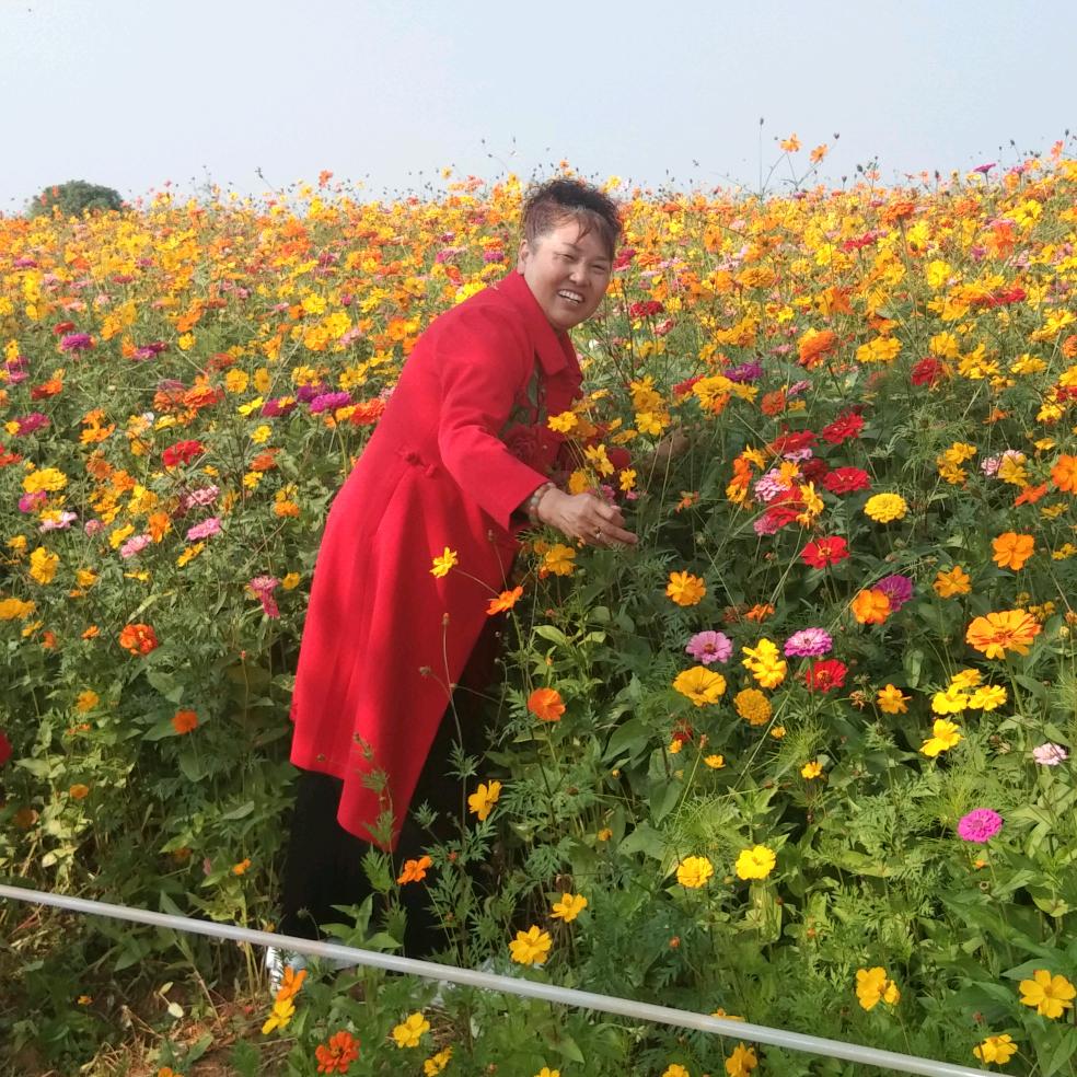 桂花香