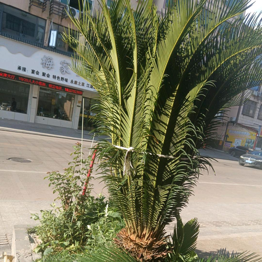 孤单的我