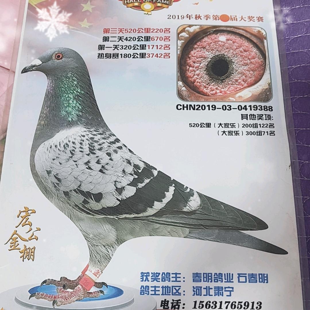春明赛鸽