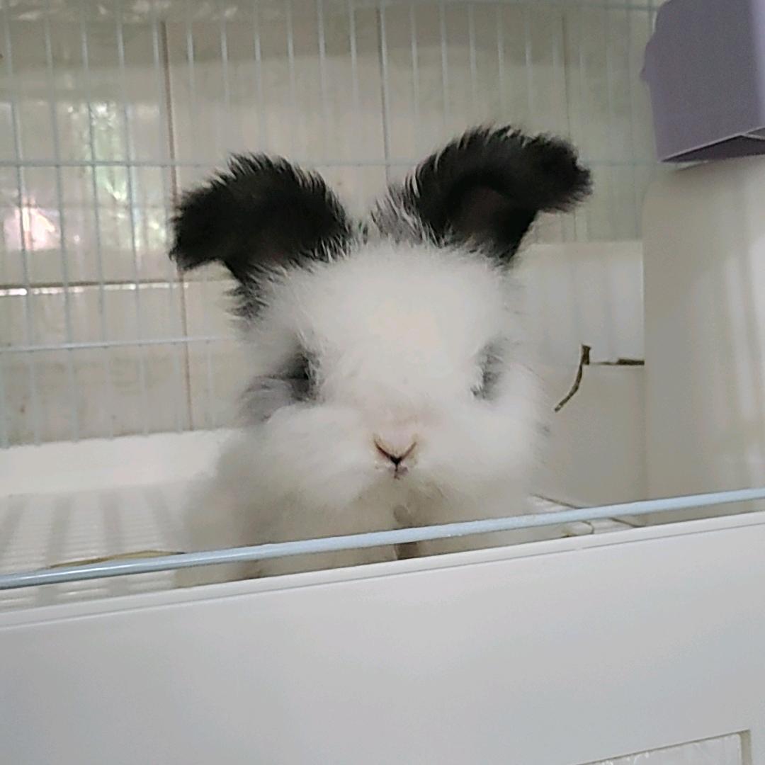 陈陈安哥拉兔～（出🐇）