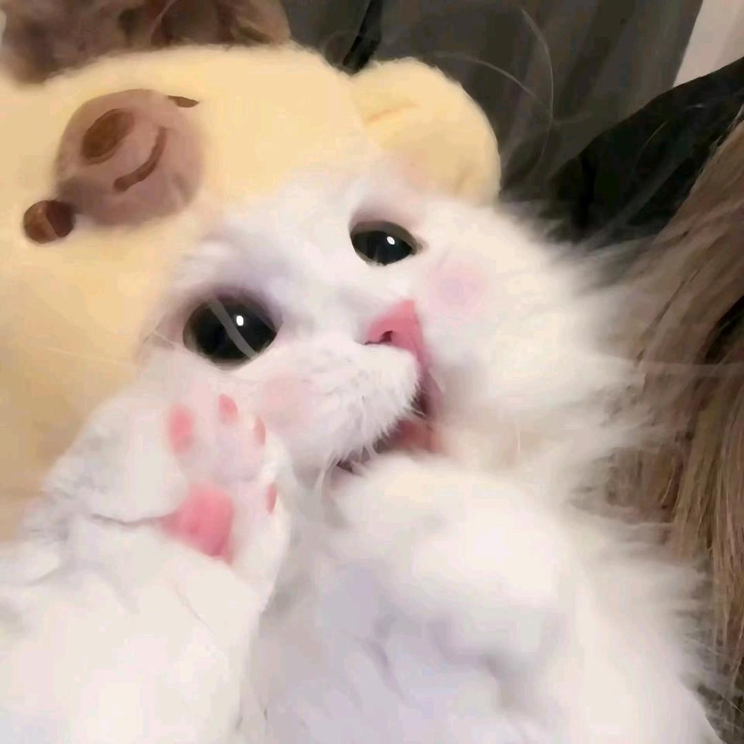 肖柒