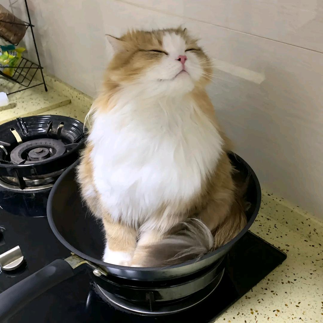 两面包夹小猫