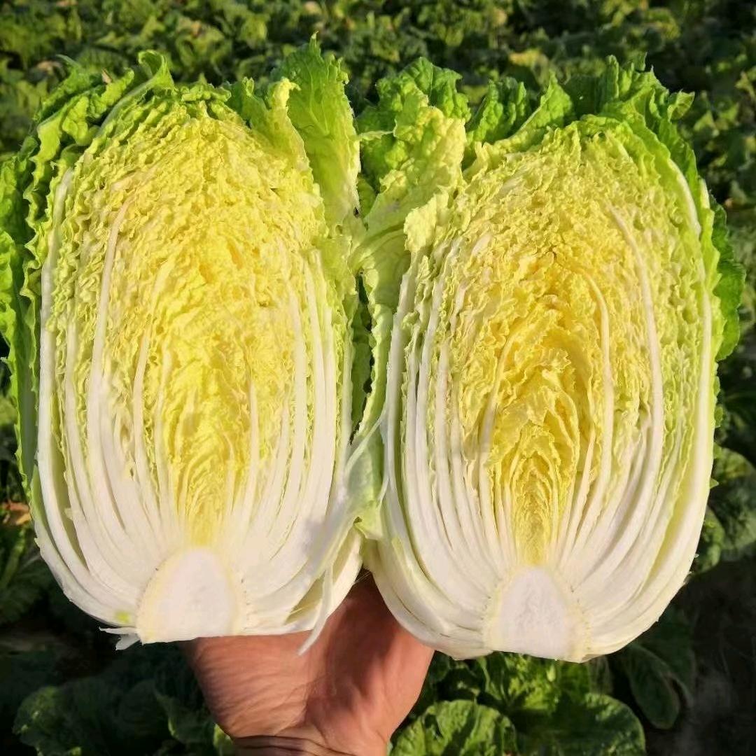 邓州市老刘蔬菜代办，发往全国各地