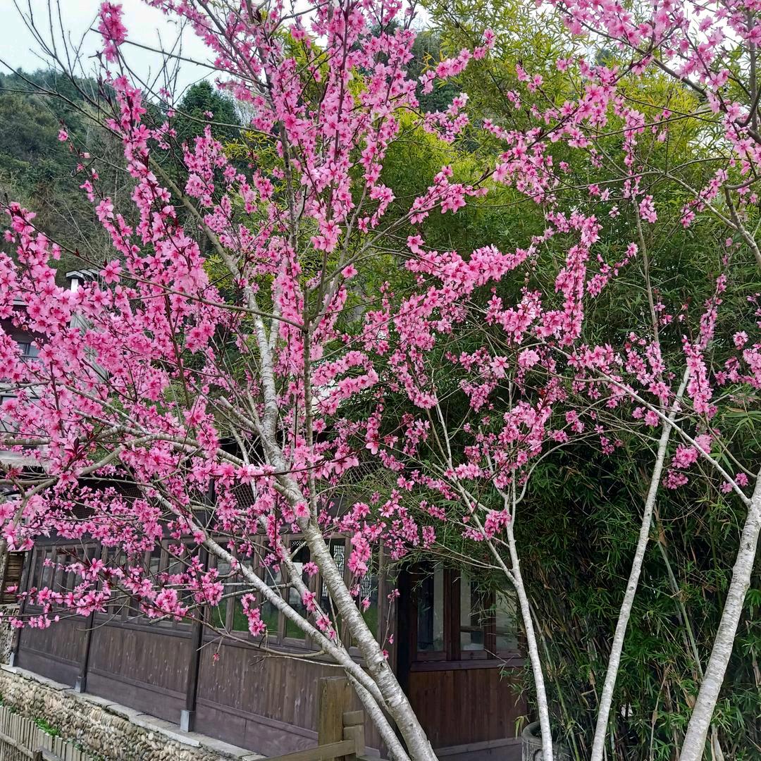 小兰